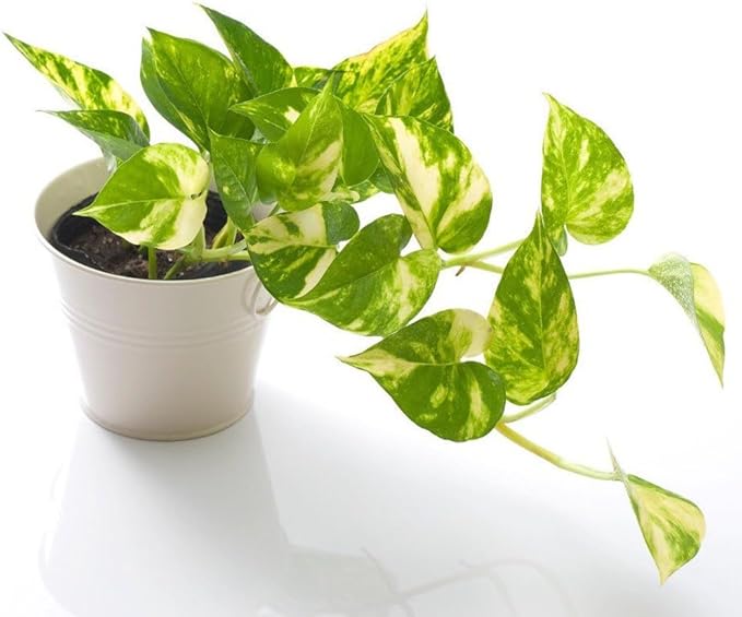 Elevate Your Space with Gardenera's Organic Potting Mix - Tailored for Thriving Epipremnum Plants and Gorgeous Leaves - 2 Quart