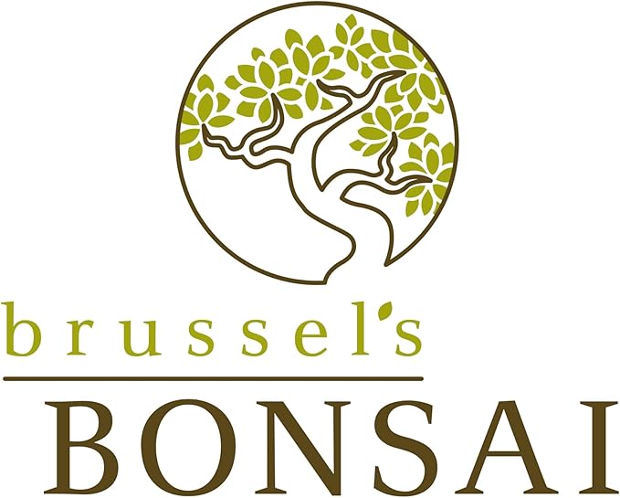 Brussel's Bonsai Live Green Mound Juniper Bonsai Tree - Medium, 5 Year, 6 to 10 Inches - Outdoor Bonsai Tree Live with Water Bonsai Pot (Not Sold in California)