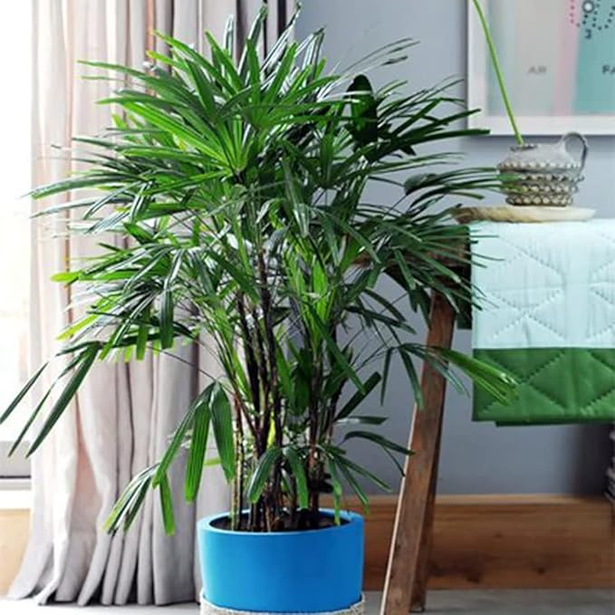 American Plant Exchange Lady Palm Live Plant, Plant Pot for Home and Garden Decor, 10’’ Plant Pot