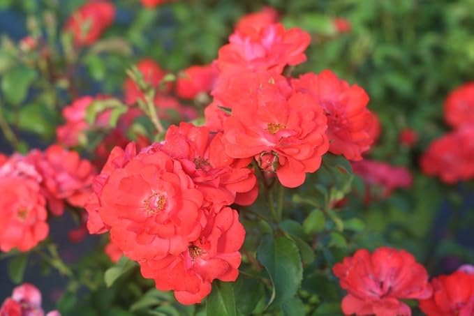 PERFECT PLANTS Drift Rose Live Plant, 1 Gallon, Coral Colored Petals and Green Stem