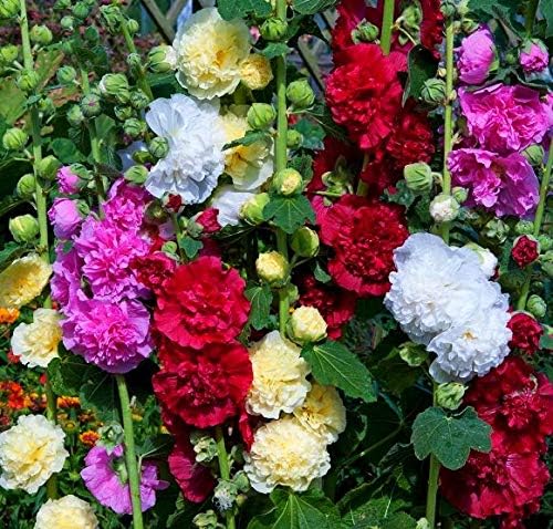 Seeds Hollyhock Seed Mix Double Terry Flowers Malva Stock-Rose About 30 Seeds Non-GMO Perennial Plant