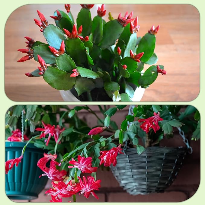 Christmas Cactus Potting Soil Mix 4qt, Ideal for Succulents, Christmas Cacti, and Other Indoor Potted Plantings