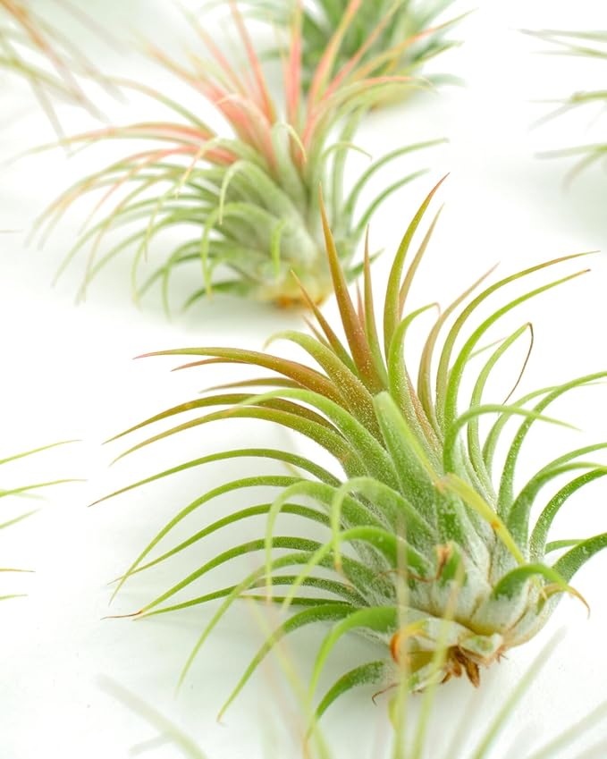Shop Succulents Ionantha Tillandsia Air Plants, Assorted Mini Live Indoor Plants for Home Decor & Gifts, Low Maintenance, Natural Air Purifier, Hanging Plants, Favors, Terrarium Plants, Pack of 100