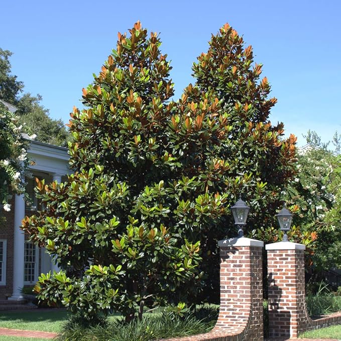 Perfect Plants Little Gem Magnolia Live Plant, 3-4', Includes Care Guide