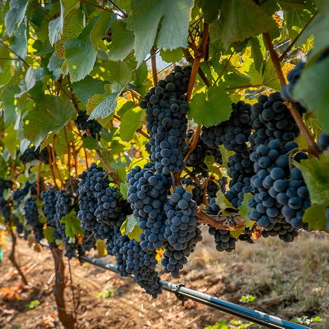PERFECT PLANTS Mars Grape Vine in 3 Gallon Grower's Pot | Delicious Seedless Fruits for Home Trellis | Can Be Used for Jellies, Eaten Fresh, and More