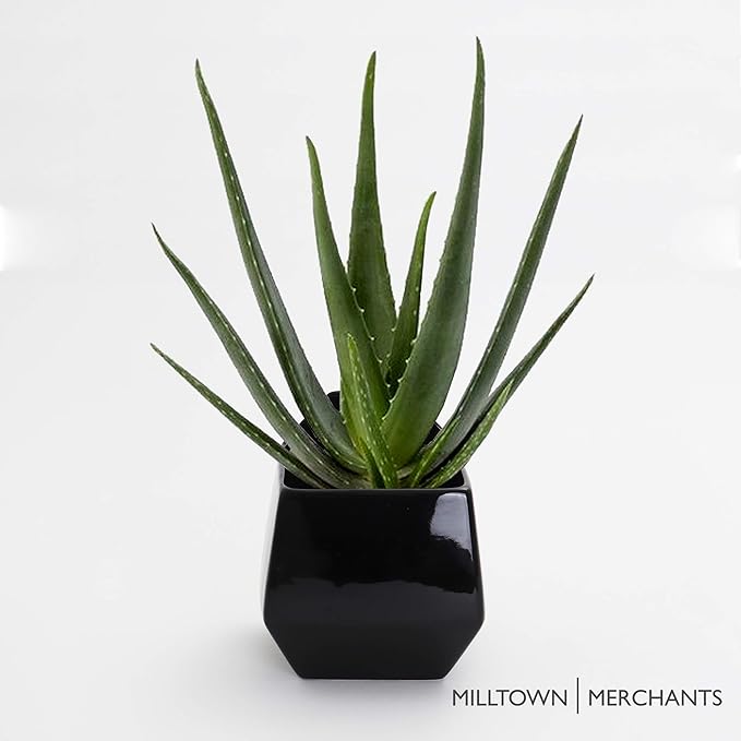 Milltown Merchants Succulent Wall Planters - Wall Vases - White Ceramic Wall Mounted Planters - Succulent Plant Pots - Hanging Vases for Living Wall (1 Pack/Contemporary/Black)
