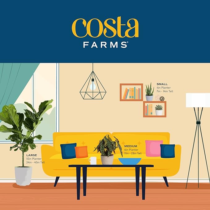 Costa Farms Mini Succulents (3-Pack), Assorted Live Indoor Succulent Plants in Cute Decor Planters, Grower's Choice Easy Care Houseplants, Tabletop, Office, Desk, or Room Decor, 2-Inches Tall, ceramic