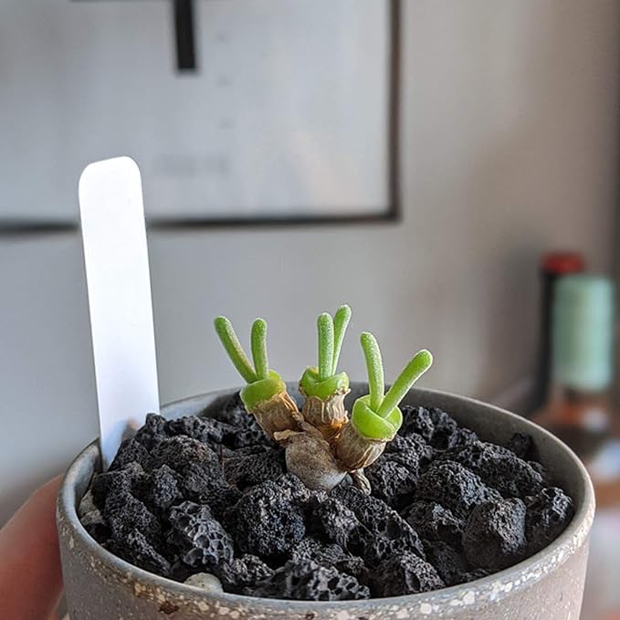 Black Lava Rocks for Plants -100% Pure Volcanic Rock No Dyes or Chemicals-Best Lava Stones Top Dressing for Cacti Succulents Plants,Bonsai-12LBS