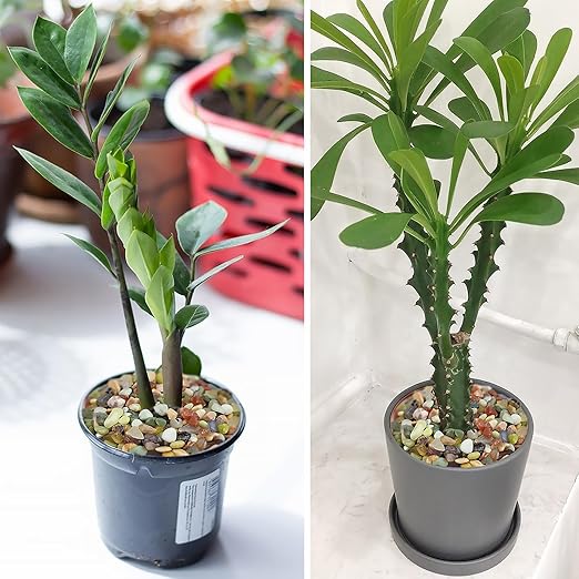 5LB Colorful Pebbles for Succulent, 3/8 Inch Natural River Rocks for Plants, Natural Decorative Polished Pebbles for Cactus,Vases, Planters,Outdoor Gardening and Indoor Plants