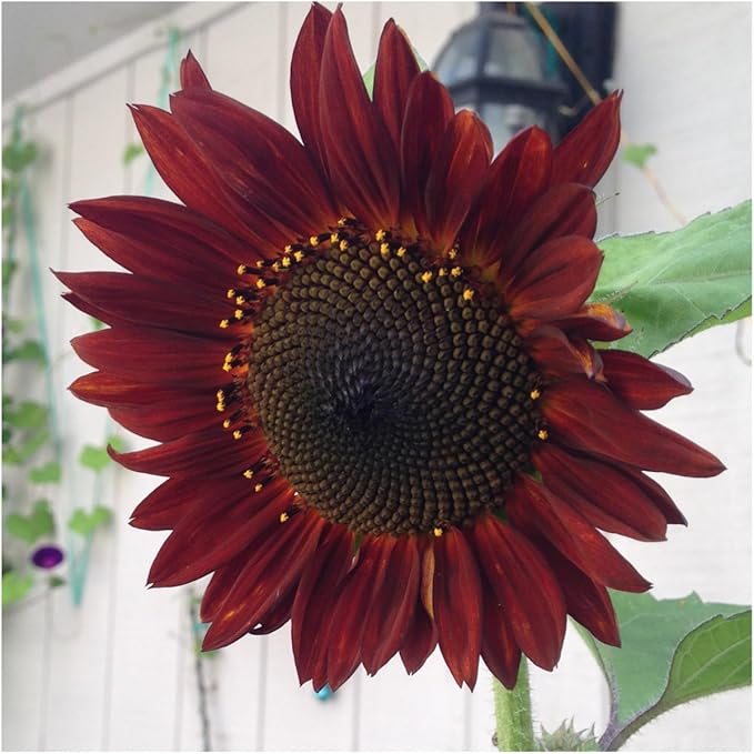 Seed Needs, Sunflower Seed Packet Variety Collection (3 Individual Varieties for Planting) Red Sun, Velvet Queen & Lemon Queen