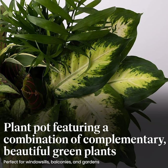 American Plant Exchange Live Dish Garden Assorted Foliage Plants, Ideal for Home and Garden Decor, 6" Pot