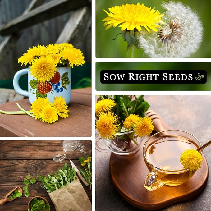 Sow Right Seeds - Common Dandelion Seeds for Planting - Non-GMO Heirloom Packet with Instructions to Grow an Outdoor or Indoor Herb Garden - Herbal Teas & Medicinal Uses - Great for Wildlife (1)