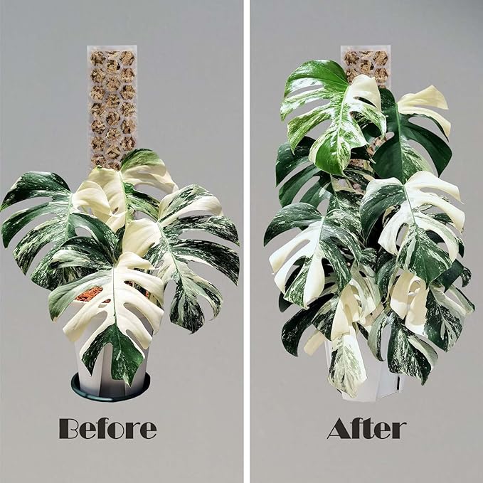 Plastic Moss Pole 4 Pcs Plant Stakes Extending to 62 Inch for Training Indoor Climbing Plants Such as Monstera to Grow Upwards-Use Plant Support Poles Work with Sphagnum Moss or Other soils