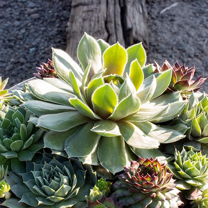 Live Sempervivum Planter Bowl, Sempervivum Succulents Plants, Hens and Chicks Succulent Plants, Sempervivum Plants Succulent Planter, Mini Succulents Plants Hens and Chicks Planter by Plants for Pets