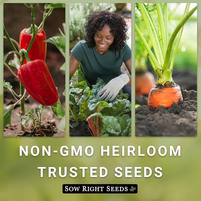 Sow Right Seeds - Arugula Seeds for Planting - Non-GMO Heirloom Seeds with Instructions to Plant a Home Vegetable Garden - Indoors, Hydroponics or Outdoors - Salad Greens - Grow Kitchen Herbs (1)