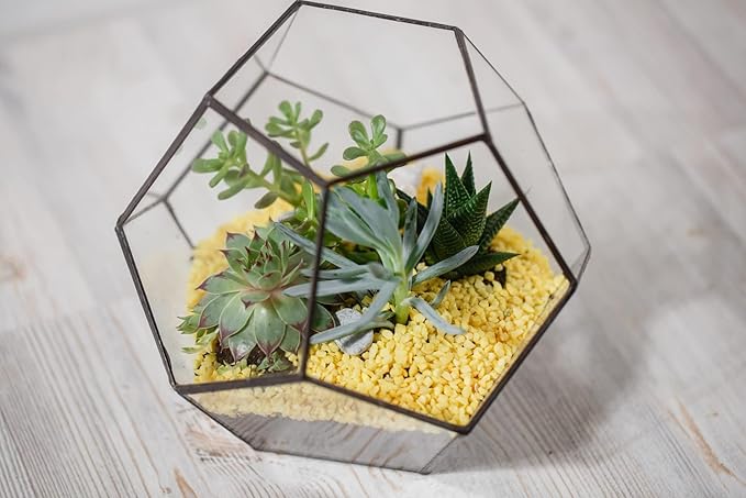 Costa Farms Grower Pot, 4-Pack Echeveria Succulents Live Indoor Plant 3-Inches Tall, in Grower's Pot