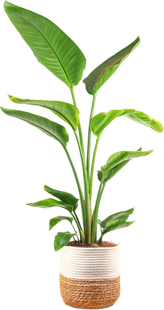 Costa Farms White Bird of Paradise, Live Indoor Plant in Boho Decor Plant Pot, Potting Soil Mix, Tropical Air Purifying Houseplant, Home and Office Decor, Unique Plant Gift, 3-4 Feet Tall