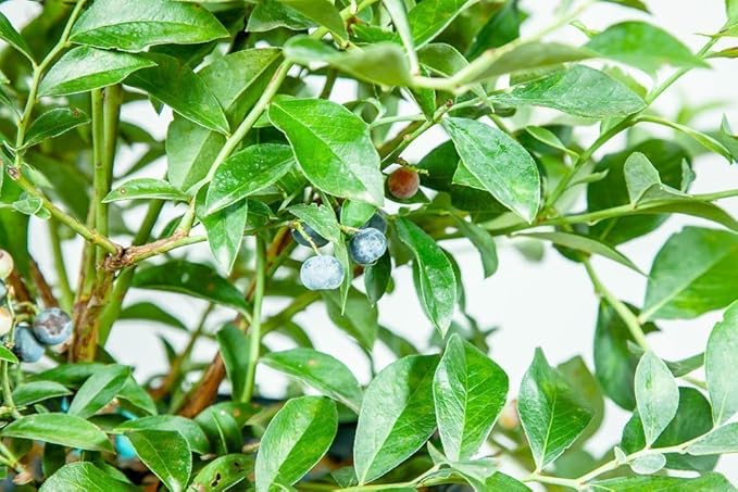 PERFECT PLANTS Tifblue Blueberry Live Plant, 3 Gallon, Includes Care Guide