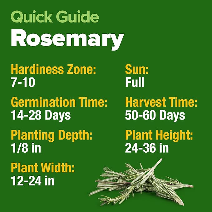 HOME GROWN Rosemary Seeds Bulk Pack - 150 High Germinating Non-GMO Heirloom Culinary Herb Seeds for Planting in Indoor or Outdoor Herb Gardens - USA Sourced (Salvia rosmarinus)
