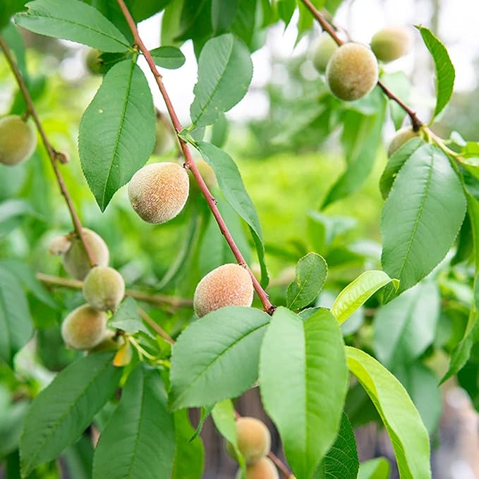 PERFECT PLANTS Flordaking Peach Tree 4-5ft. Tall | Large Fruit | Heavy Producer