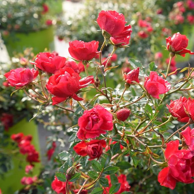 PERFECT PLANTS Red Drift Rose Live Plant, 1 Gallon, Dark Green