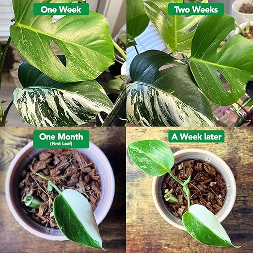 Noot Bio-Organic Plant Food Liquid Fertilizer - Makes 3.5 Gallons - Root Boosting Mycorrhizae - Fast Growth for Monstera, Aroid, Succulent, Orchid, Calathea, Philodendron - Use Every Watering (1 Vial)