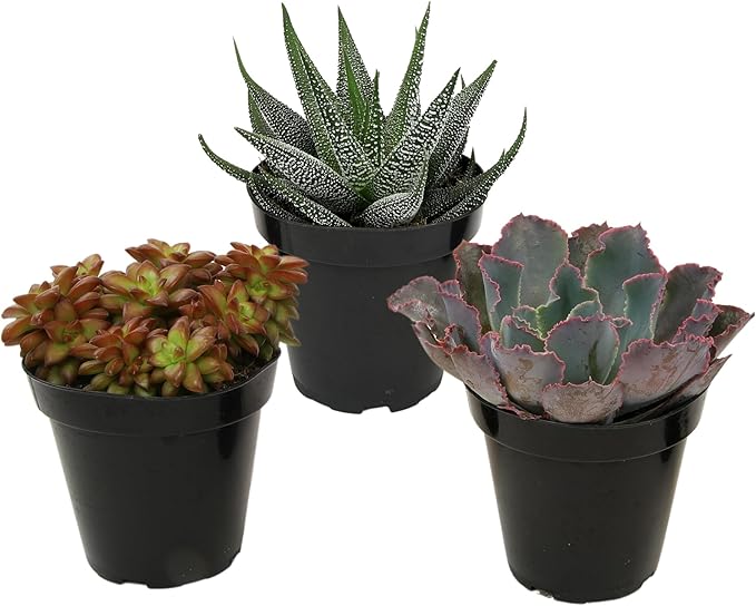 Altman Plants Pet Friendly Plant Pack (3PK) Real Succulents, Pet Safe Plants & Succulent Plants, Live Succulents, Pet Friendly Plants, Live Plants & House Plants in 3.5" Pots with Succulent Soil Mix