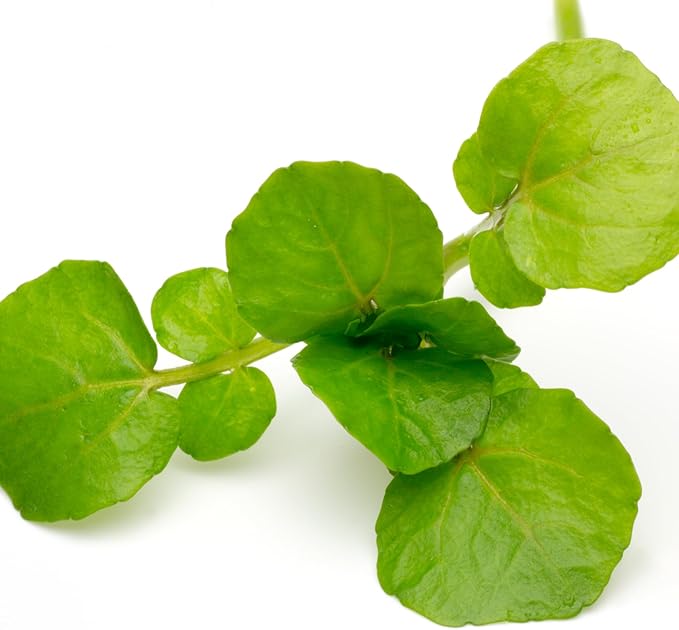 Seed Needs Watercress Seeds for Planting - Non-GMO, Heirloom & Untreated - Organically Grow Your own Culinary Herb Garden Indoors or Outdoors (2 Packs)