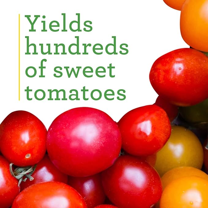 Bonnie Plants 202188 Super Sweet 100 Cherry Tomato, Red