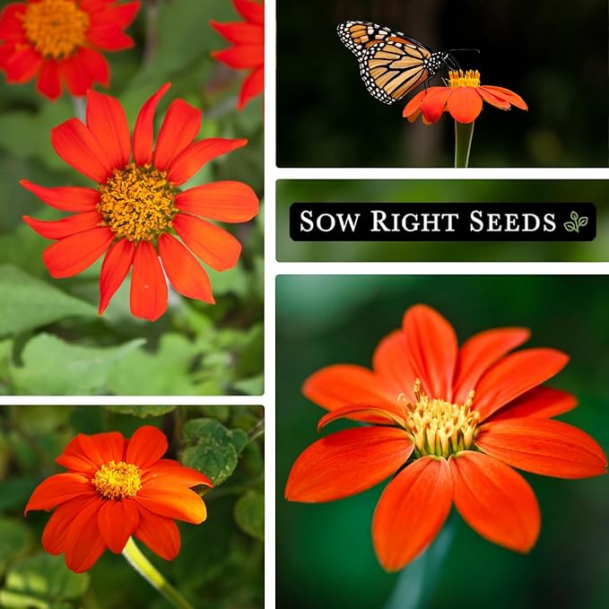 Sow Right Seeds - Mexican Sunflower Seeds for Planting - Non-GMO Heirloom Packet with Instructions for Growing - Bright Orange Blooms, Super Tall Stalks - Enjoys Outdoors or Indoors as Cut Flower (4)