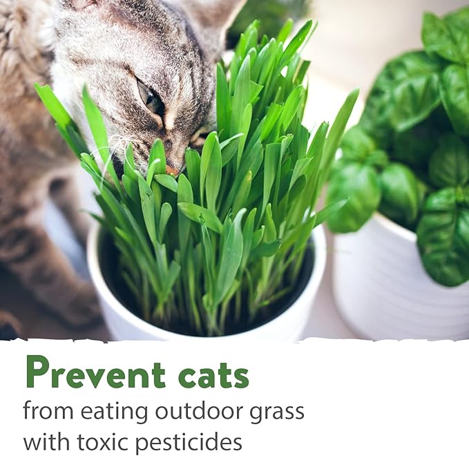 HOME GROWN 30,000+Cat Grass Seeds (6oz) π‘π’π‘-ππ π’ π¨π¦π Heirloom Barley & Oat Mix β Refill for Indoor Cat Grass Growing Kit β Safe Healthy Green Grass for Cats β Pet Grass for Eating & Digestion