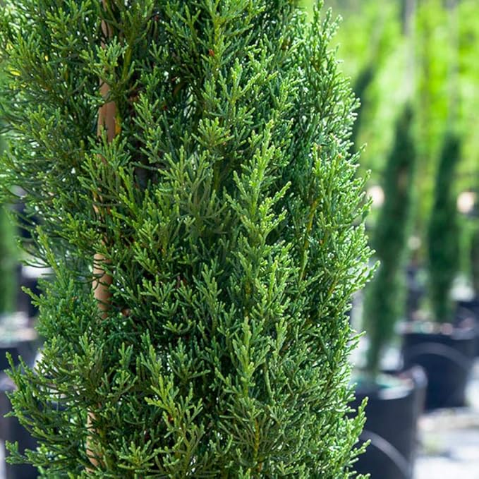 PERFECT PLANTS Italian Cypress Live Plant, 1-2', Includes Care Guide