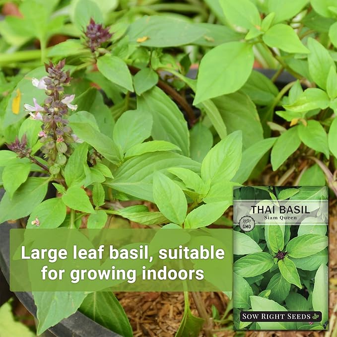 Sow Right Seeds - Sweet Large Leaf Thai Basil Seed for Planting - Non-GMO Heirloom Packet with Instructions to Plant a Kitchen Herb Garden - Indoors or Outdoor - Great for Hydroponic Growing (3)