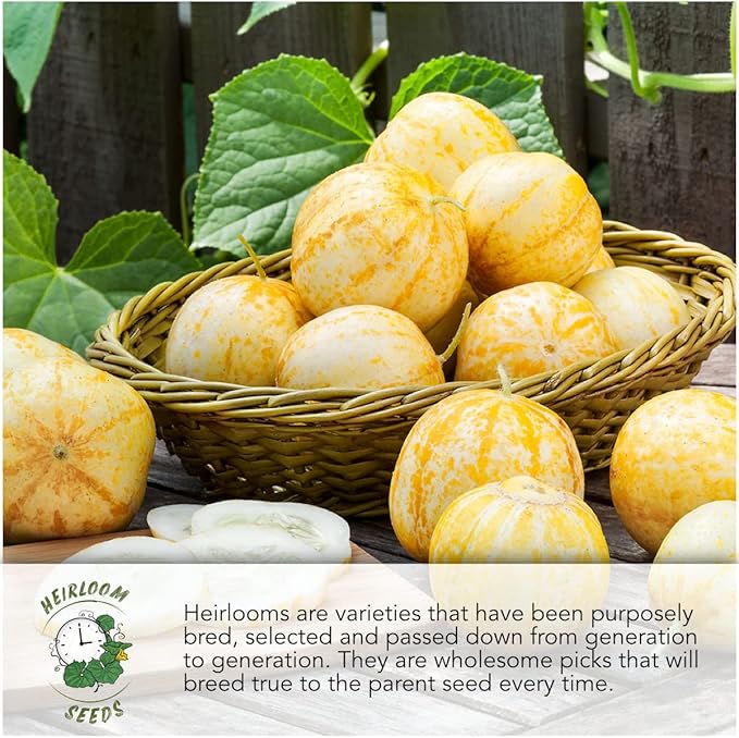 Seed Needs Tomatillo Seeds for Planting Variety Pack - Heirloom, Non-GMO & Untreated - Grow an Outdoor Vegetable Garden (3 Packs)