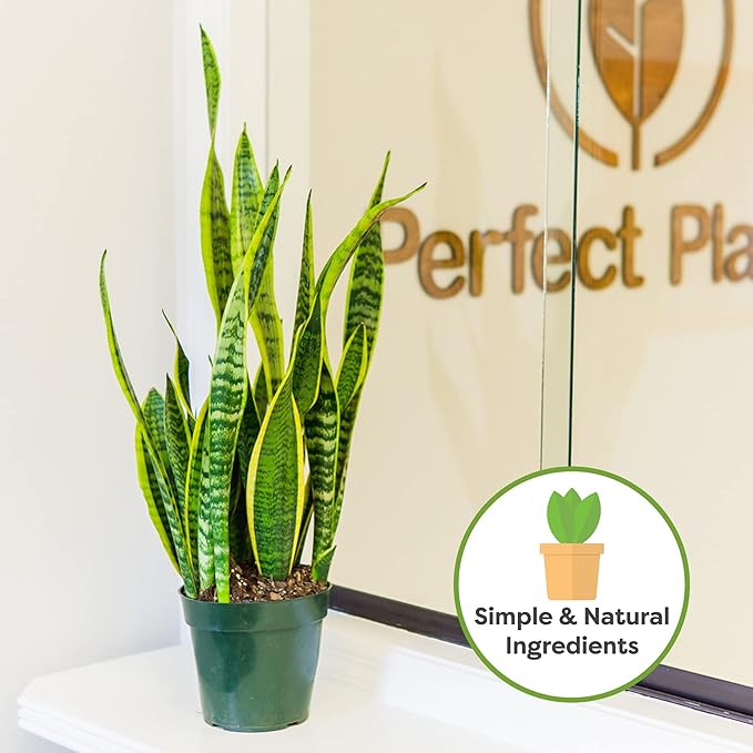 Perfect Plants Organic Snake Plant Soil in 8qt. Bag | Coco Coir Based Potting Mix Snake Plant Varieties