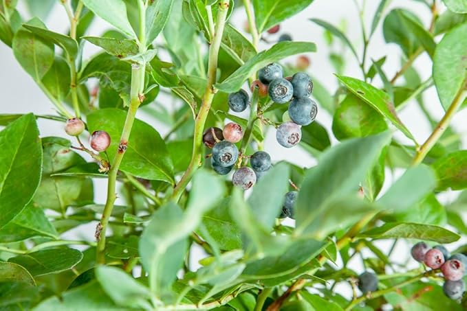 PERFECT PLANTS Powder Blue Blueberry Live Plant, 1 Gallon, Green