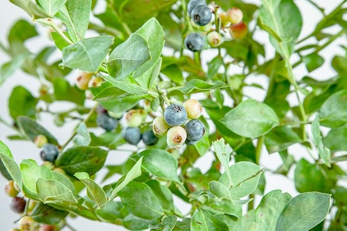 PERFECT PLANTS Powder Blue Blueberry Live Plant, 1 Gallon, Green