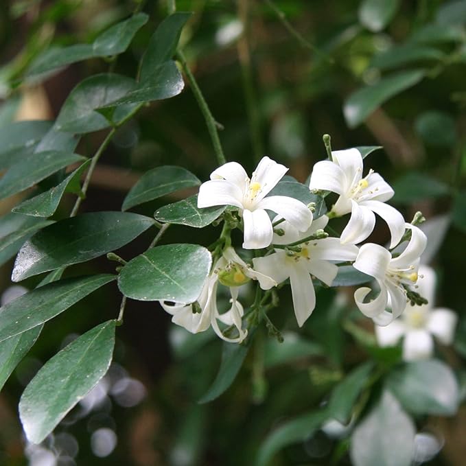 Murraya Paniculata Seeds Orange Jessamine Broadleaf Evergreen Tree or Shrub Fragrant Ornamental Fruit Hedge Screen Outdoor 5Pcs Flower Seeds by YEGAOL Garden