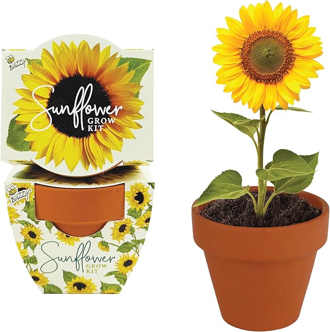 BUZZY Seeds Terracotta Mini Grow Pots | Herb, Plant, Flower Starter Kit for Kids & Adults | Assorted 12-Pack, Daydream Collection Sunflower | Guaranteed to Grow | Best Indoor Grow Your Own Plant