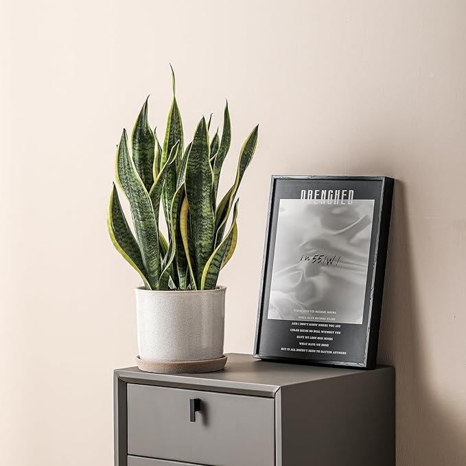 8 Inch Plant Pot: Ceramic Planter with Drainage Hole & Saucer - Cylinder Round Flowerpot for Indoor & Outdoor Plants - with Separate Tray for Home & Office - Retro Style, Grey