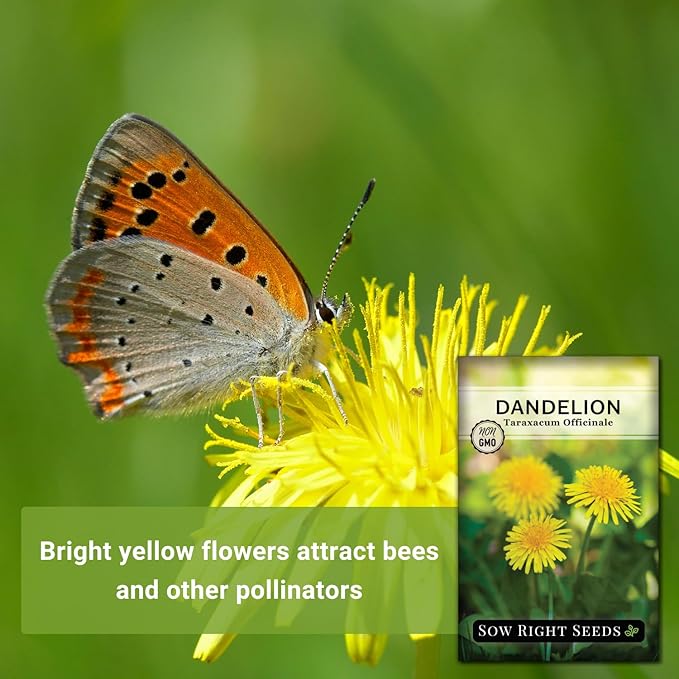 Sow Right Seeds - Common Dandelion Seeds for Planting - Non-GMO Heirloom Packet with Instructions to Grow an Outdoor or Indoor Herb Garden - Herbal Teas & Medicinal Uses - Great for Wildlife (1)