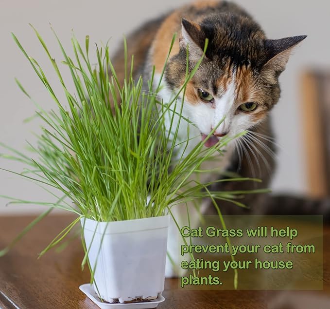 Cat Grass Refill Kit, Includes Seeds and Peat Soil Pellets, 3 Pack, Certified Organic (3 Seed Packs)