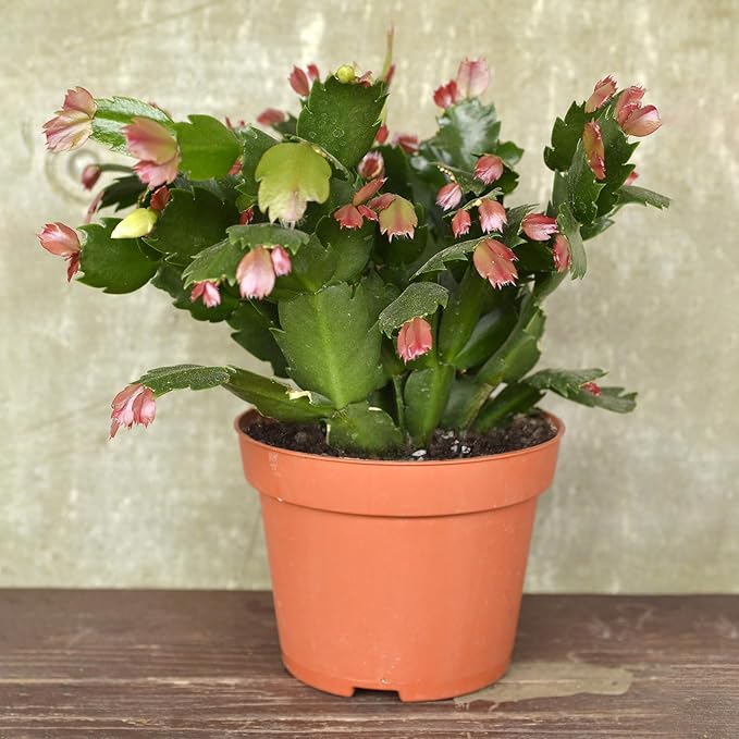 Christmas Cactus Potting Soil Mix 10qt, Ideal for Succulents, Christmas Cacti, and Other Indoor Potted Plantings