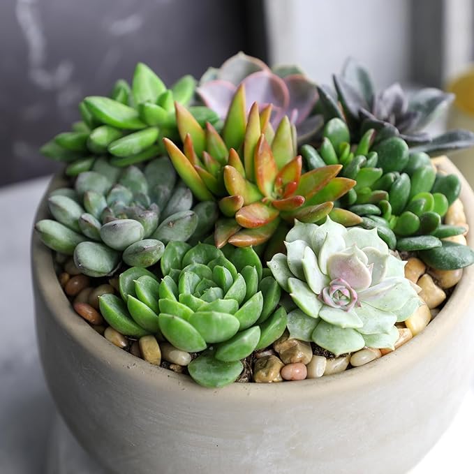 Altman Plants, Bulk Succulents Plants Live Houseplants (20PK), Live Succulents Live Plants Live House Plants Indoors Live, Live Cactus Plants Live Succulent Plants Live Indoor Plants Live Houseplants