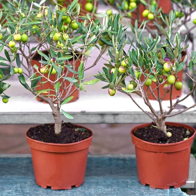 Premium Olive Tree Potting Mix 4qt, Uesed for The Propagation of Olive Trees by Cuttings or Seeds, Suitable for Planting, Repotting, and Growing Houseplant