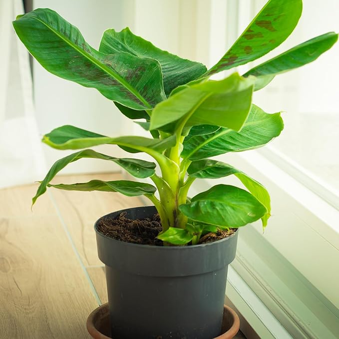 Premium Banana Tree Potting Mix for Optimal Seedling Growth 4qt, Suitable for All Indoor and Outdoor Banana Tree Varieties