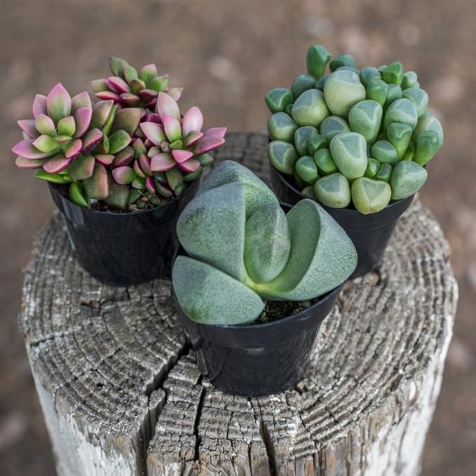 Altman Plants, Mimicry Succulents Plants Live Mini Succulents (4 Pack), Lithops Live Plants Outdoor or Live Indoor Plants, Living Stones Succulent Plants Live Houseplants, Succulent Plant House Plants