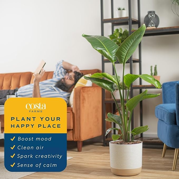 Costa Farms White Bird of Paradise Plant (2-Pack), Live Indoor Plants Houseplants in Indoors Planter Pots, Soil, Housewarming Gift, Living Room, Office, and Home Decor, 3-4 Feet Tall