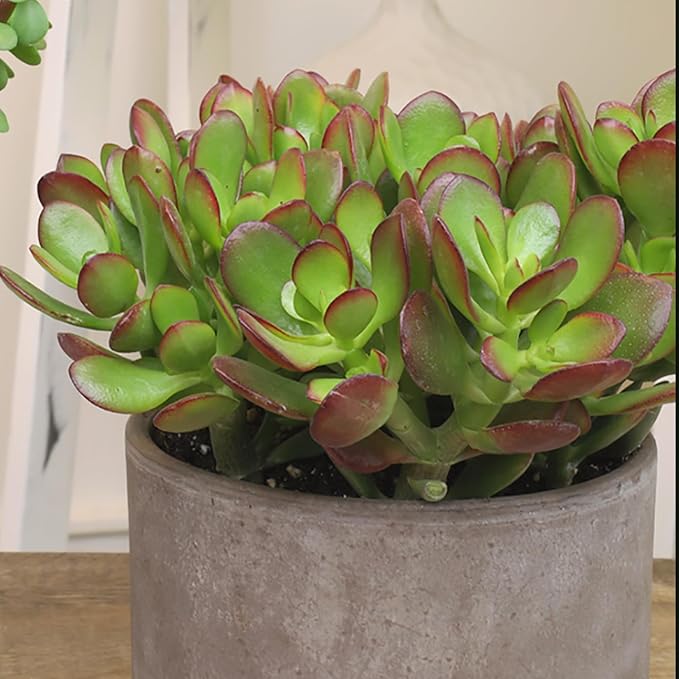 Altman Plants Classic Jade Plant Pack (3PK) Easy Plants, Variegated 'Mosaic' Jade Plants, Lemon Lime Succulent Plants, Live Succulents, Live Plants & Live House Plants in 3.5" Pots with Succulent Soil