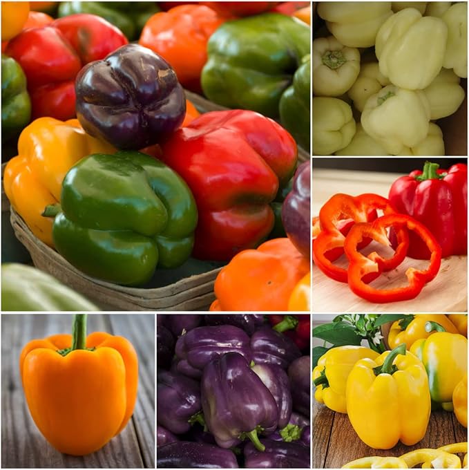Seed Needs Rainbow Bell Pepper Seeds for Planting - Non-GMO, Heirloom & Untreated - Organically Grow a Home Grown Garden Outdoors for Healthy Vegetables (5 Packs)